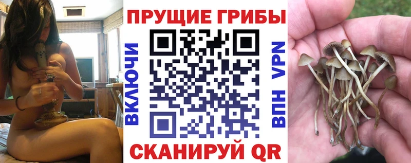 Псилоцибиновые грибы прущие грибы  Купить закладки  Приозерск 